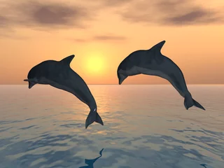  Dolfijnen springen © Michael Rosskothen