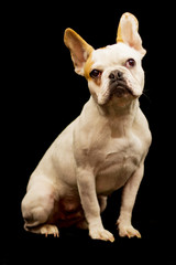 Französische Bulldogge im Studio