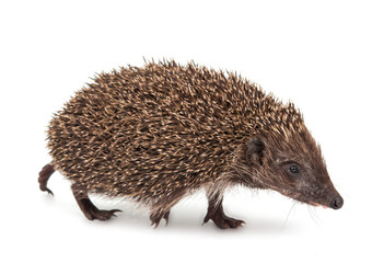 Fototapeta premium Hedgehog isolated