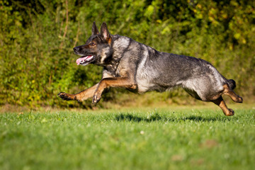 Deutscher Schäferhund