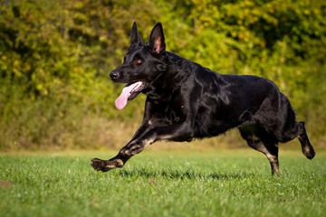 Schwarzer Schäferhund