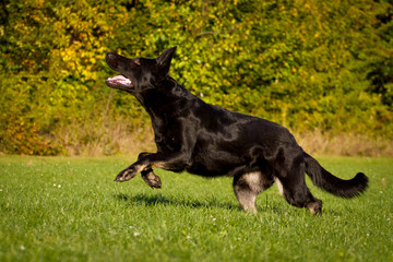 Schwarzer Schäferhund