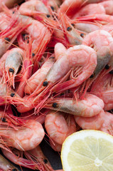 Fresh Shrimps