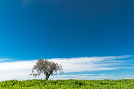 Lonely olive tree under dramatic blue sky