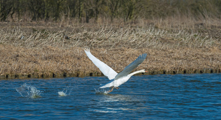 Swan flying over a canal in spring