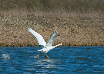 Swan flying over a canal in spring