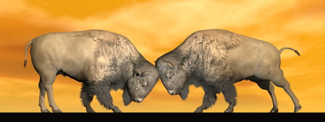 Bison fight - 3D render