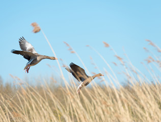 Geese flying over nature in spring