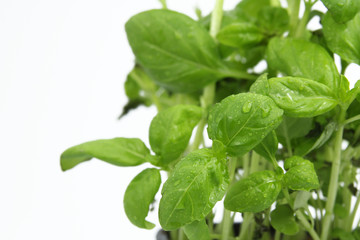 fresh green basil isolated on white background