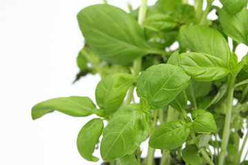 fresh green basil isolated on white