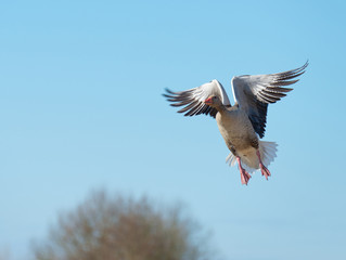 Goose flying in a blue sky in spring