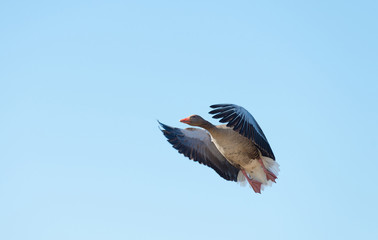 Goose flying in a blue sky in spring