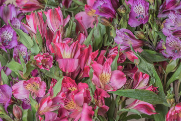 Background from set a flowers Alstroemeria