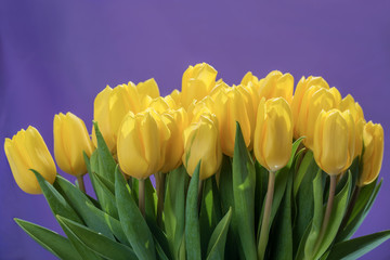 Naklejka premium Set of yellow tulips