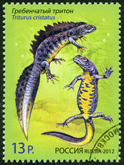 RUSSIA - 2012: shows Crested Newt, series 