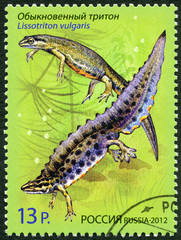 RUSSIA - 2012: shows Smooth Newt, series 