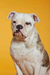 Mixed breed american and old english bulldog. Studio shot.