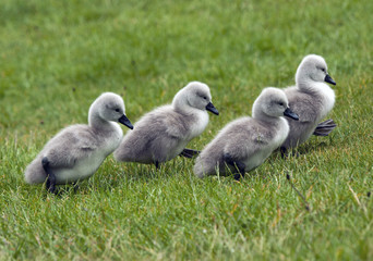 Cygnets