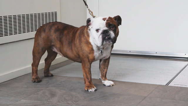 Bulldog waits for its master.