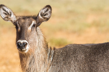 Female Kobus defassa - Tsavo, Kenya