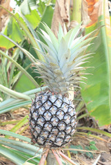 Pineapple, tropical fruit of the Northeast