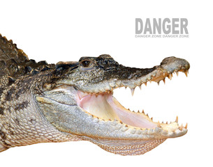 The crocodile with opened jaws.
