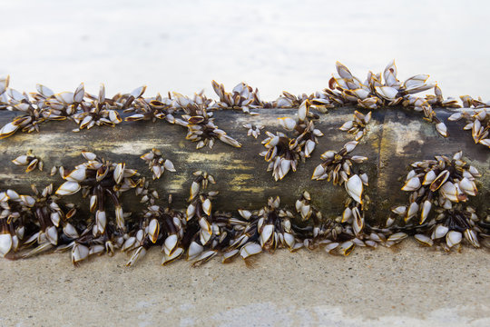 Gooseneck Barnacles