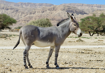 Somali wild ass in Israeli nature reserve