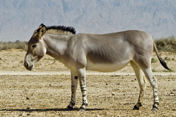 Somali wild ass in Israeli nature reserve