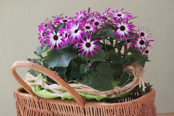 Topfpflanze mit vielen Blüten im Korb als Geschenk