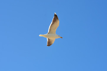 mouette en vol