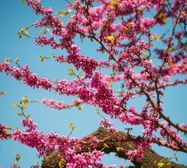 Tree branch with beautiful purple flowers 
