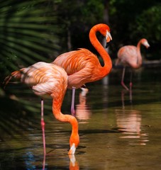 Group of pink flamingos near water