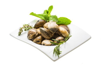 Spanish mollusc - Almeja