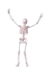 Skeleton isolated on the white