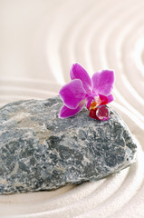 Orchidee auf Stein mit Sandspuren