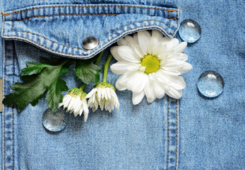Chamomile in a pocket