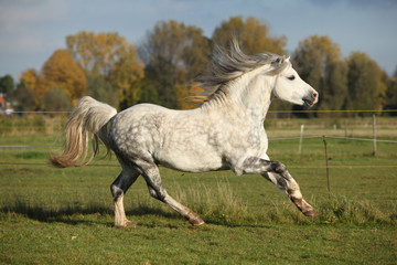 Obraz na płótnie Canvas Grey welsh mountain pony stallion running