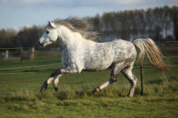 Grey welsh mountain pony stallion running