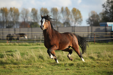 Brown welsh mountain pony stallion with black hair