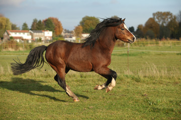 Obraz na płótnie Canvas Brown welsh mountain pony stallion with black hair galloping