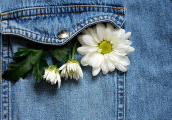 Chamomile in a jeans pocket