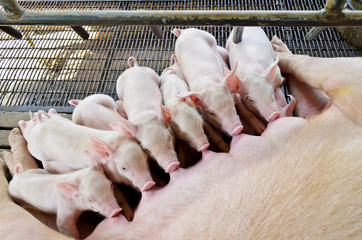 Pig mother is feeding the baby pig, Group of cute newborn piglet receiving care sleep in order...