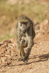 Olive Baboon carrying its Cub