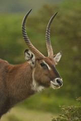 Portrait of a Waterbuck