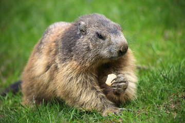 Marmot with cookie