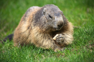Groundhog with cookie on grass
