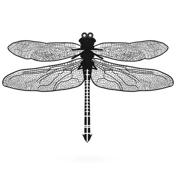 dragonfly isolated high quality