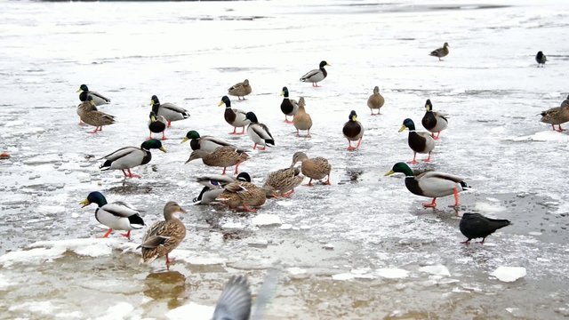 Wild ducks eat food on the frozen river
