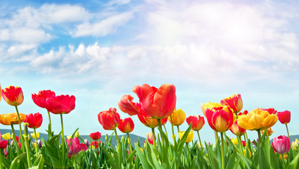 Frühling: Bunte Tulpen vor blauem Himmel
